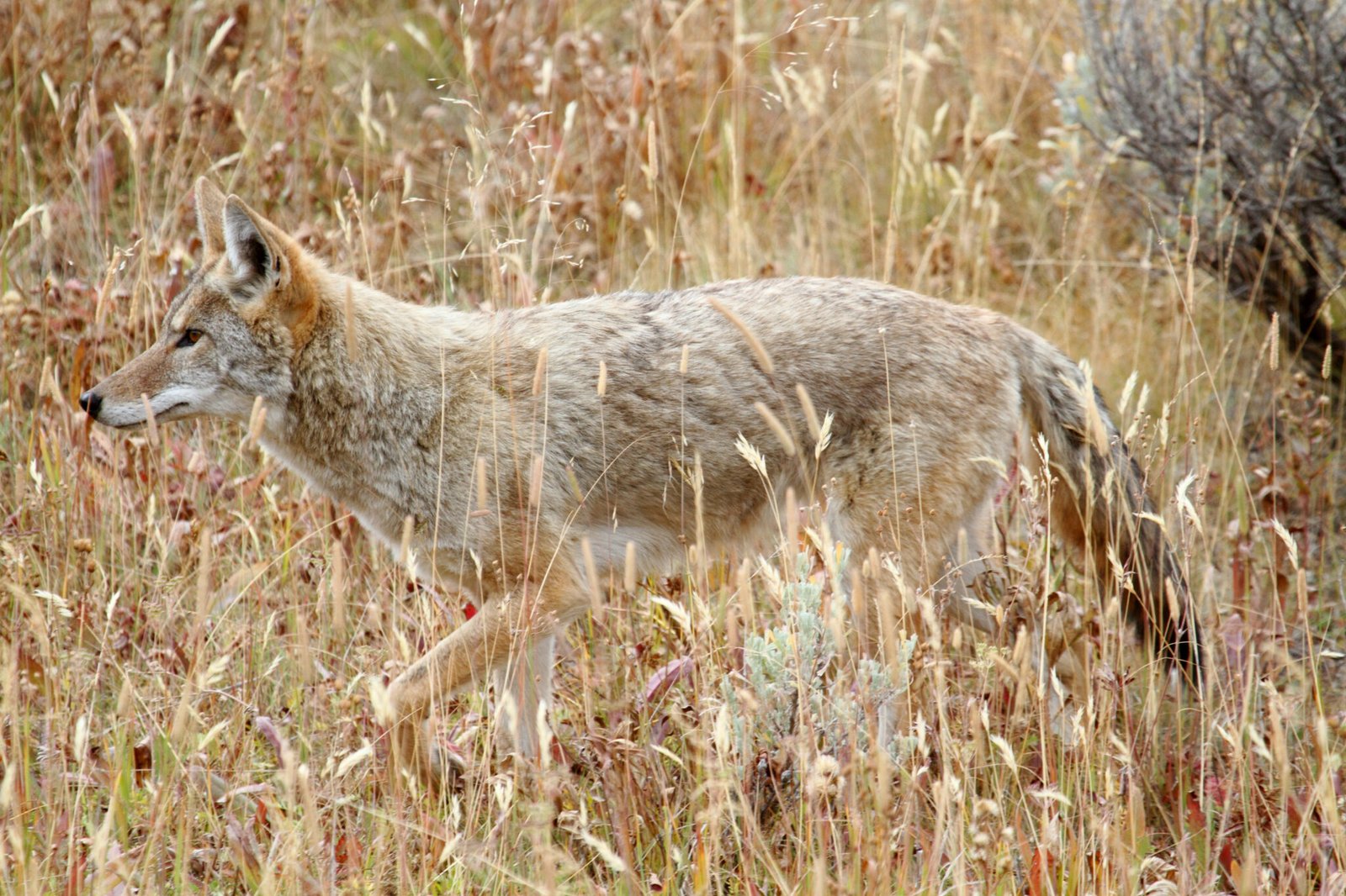 Western Coyote (Canis latrans) in a field in Yellowstone National Park