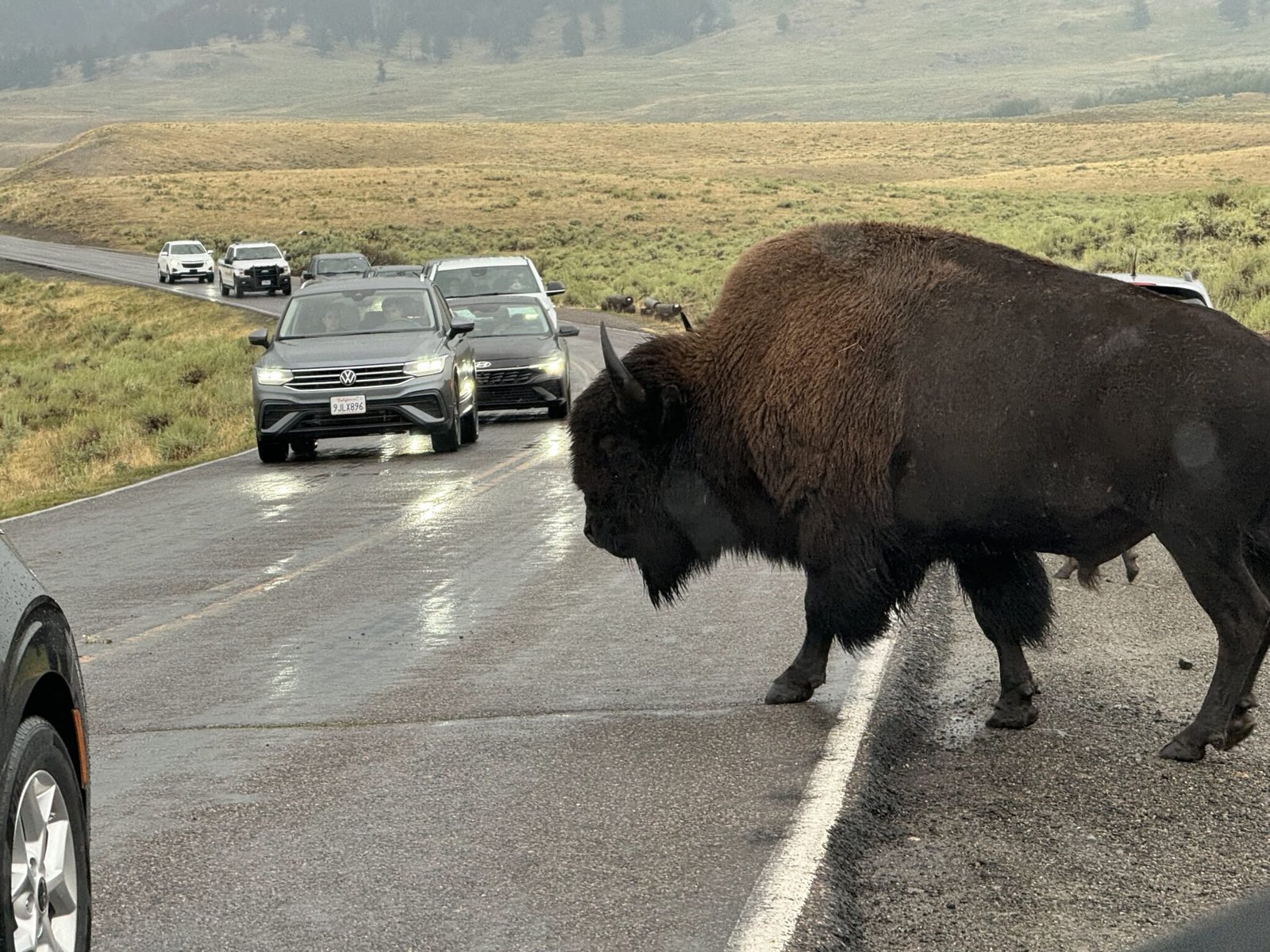In places like Yellowstone, I can see bison roaming freely