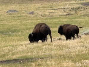 Wildlife spotting in U.S. national parks