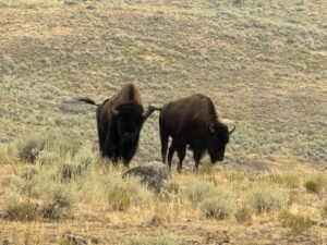 Wildlife spotting in U.S. national parks
