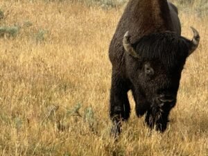 Wildlife spotting in U.S. national parks