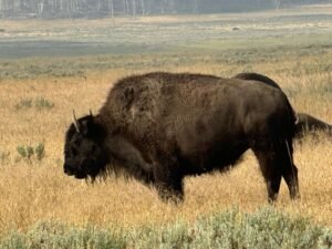 Wildlife spotting in U.S. national parks
