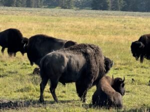 Wildlife spotting in U.S. national parks