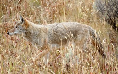 Western Coyote (Canis latrans) Western Coyote (Canis latrans) in a field in Yellowstone National Park