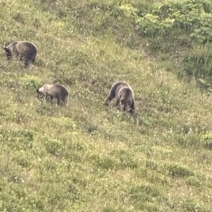 Grizzly bears in Yellowstone National Park Grizzly bears in Yellowstone National Park