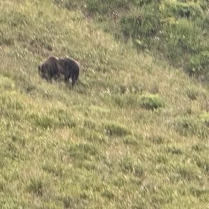 Grizzly bears in Yellowstone National Park Grizzly bears in Yellowstone National Park
